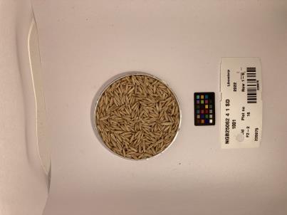 Click for 1 image(s) for this accession. SEED